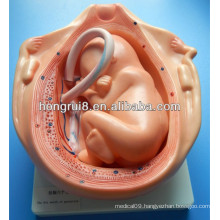 ISO Sixth Month of gestation, Fetus Development models